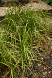 Carex muskingumensis 'Oehme' RCP 5-2014 254.JPG
